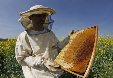 Emir Hašimbegović iz Prijepolja razvio GSM-SMS vagu za pčelare