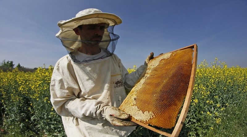 Emir Hašimbegović iz Prijepolja razvio GSM-SMS vagu za pčelare