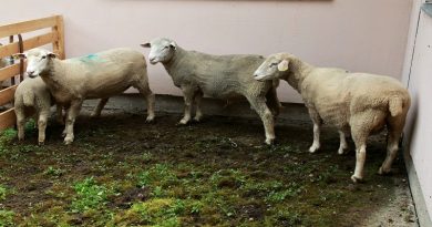 Institut za stočarstvo: Neophodno zaštititi autohtone sorte ovaca i koza