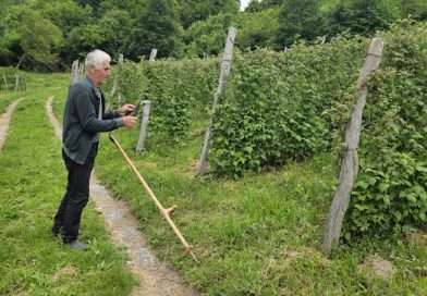 Malinari iz Polimske doline spremni za berbu, otkupna cena vraća nadu u „crveno zlato