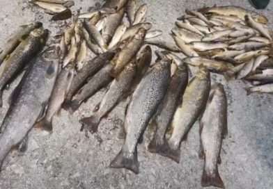 Tužilaštvo istražuje uzrok pomora ribe na reci Raška