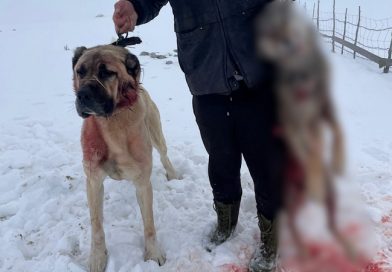 Kangal spasio najveće stado na Pešteri (VIDEO)