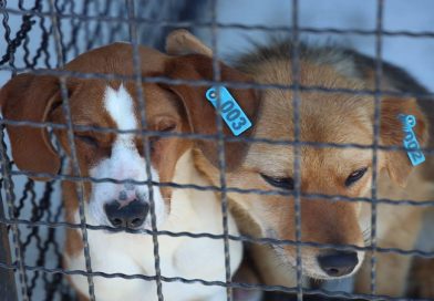 Počelo sa radom Prihvatilište za pse i mačke