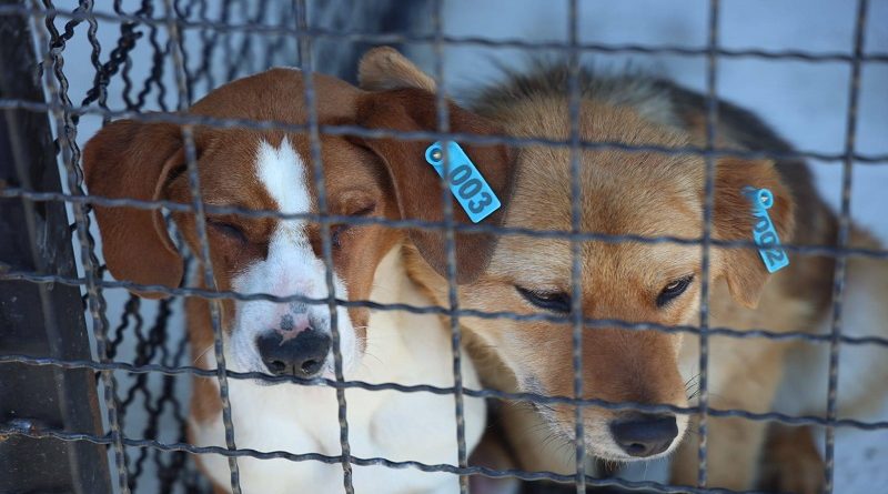 Počelo sa radom Prihvatilište za pse i mačke