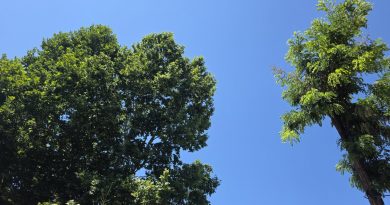 Upozorenje na dugotrajan toplotni talas: Temperature i do 40 stepeni, vrhunac početkom avgusta