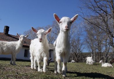 Potvrđeno žarište boginja ovaca i koza na području Raške
