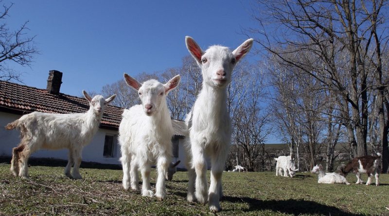 Potvrđeno žarište boginja ovaca i koza na području Raške