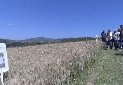Na Pešteri predstavljeni rezultati oglednog polja strnih žita: Pšenica ostvarila prinose do devet tona po hektaru