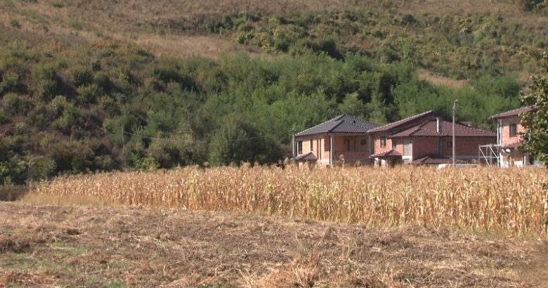 Na oglednom polju kod Deževe predstavljeno je 19 sorti i hibrida kukuruza