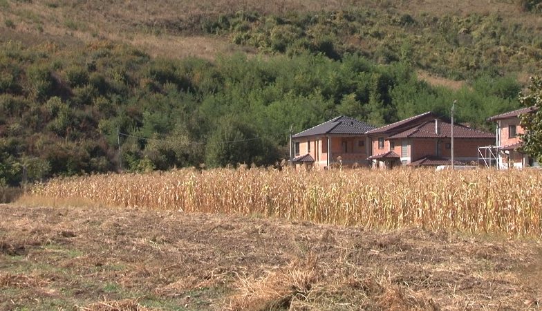 Na oglednom polju kod Deževe predstavljeno je 19 sorti i hibrida kukuruza Na oglednom polju kod Deževe predstavljeno je 19 sorti i hibrida kukuruza